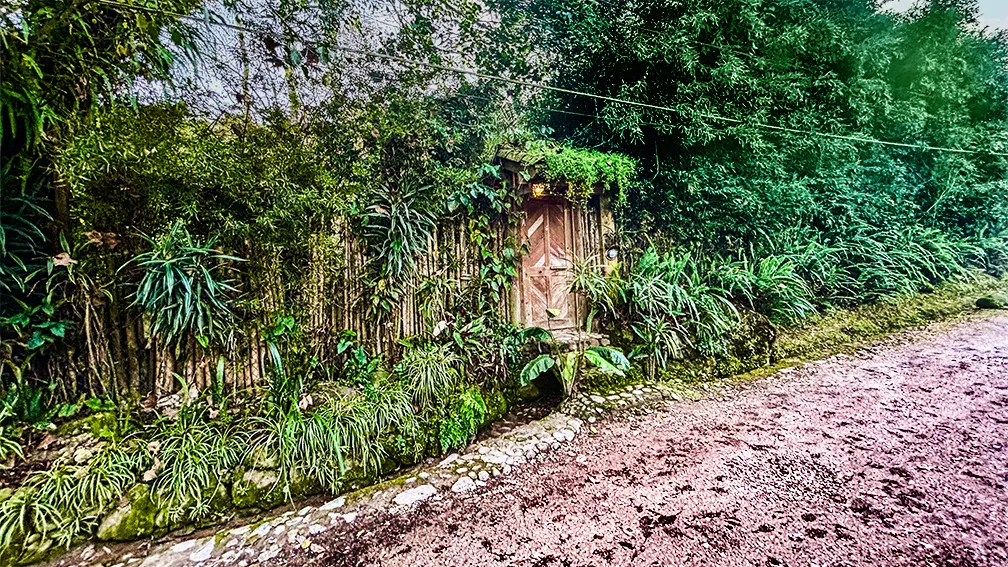 A lush green jungle path winding through dense forest